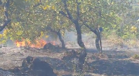 Cashew planyayion at Ambaulim catches firw, 1 lakh loss estimated