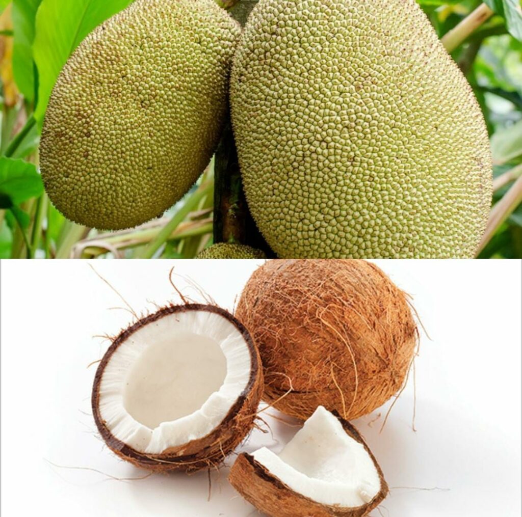 Govt declares Jackfruit as product for North and Coconut for South as ODOP; notification issued