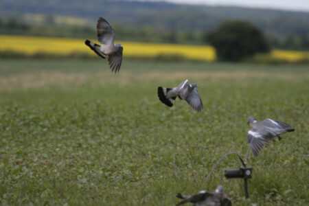 Mayem farmers have a new challenge – Pigeons