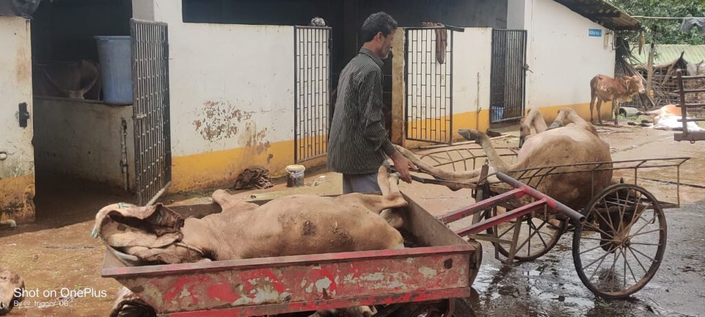 Around 150 cattle die in Nanus Goshala due floods