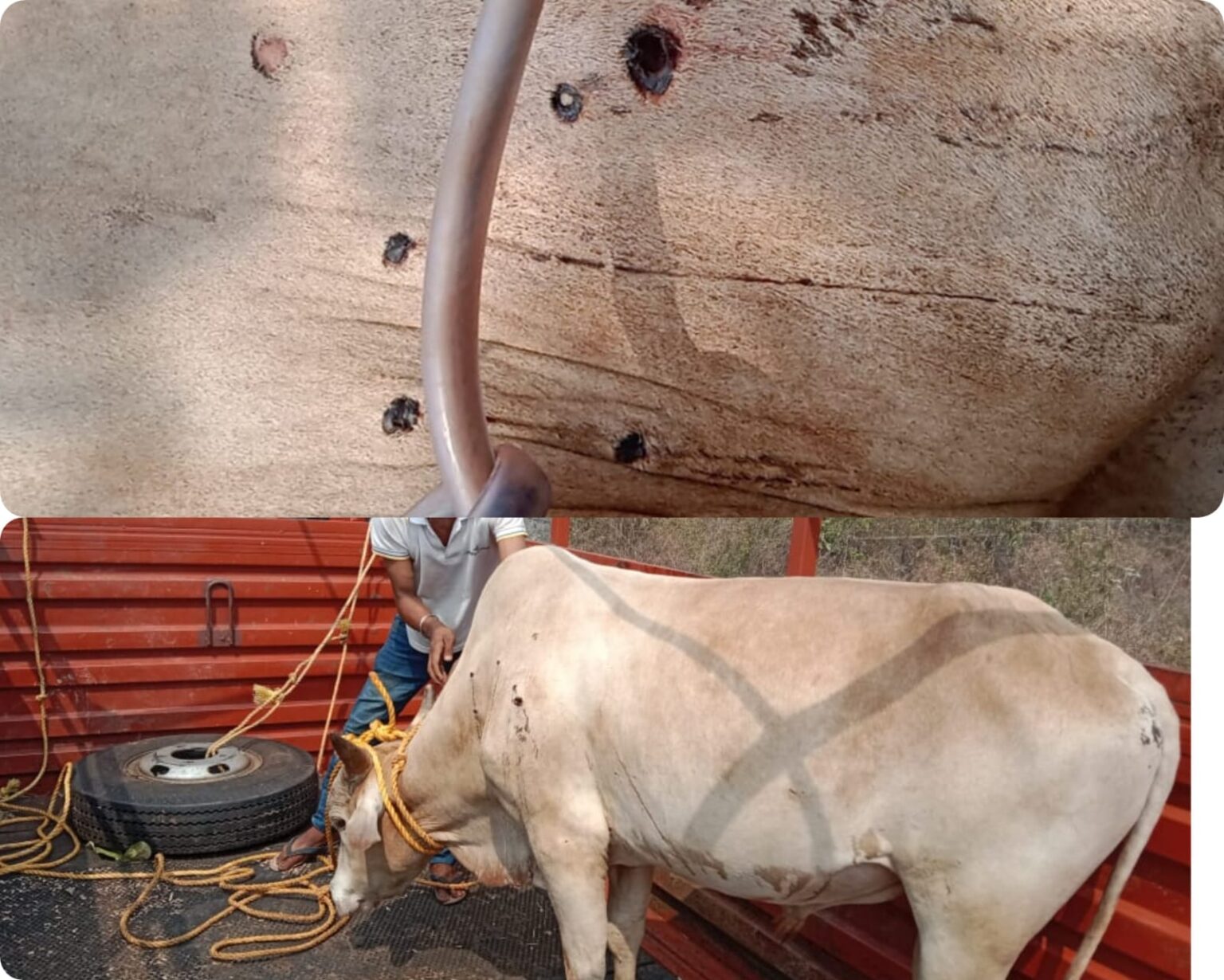 “Bull with four gunshots on the body was standing was three days in pain.”