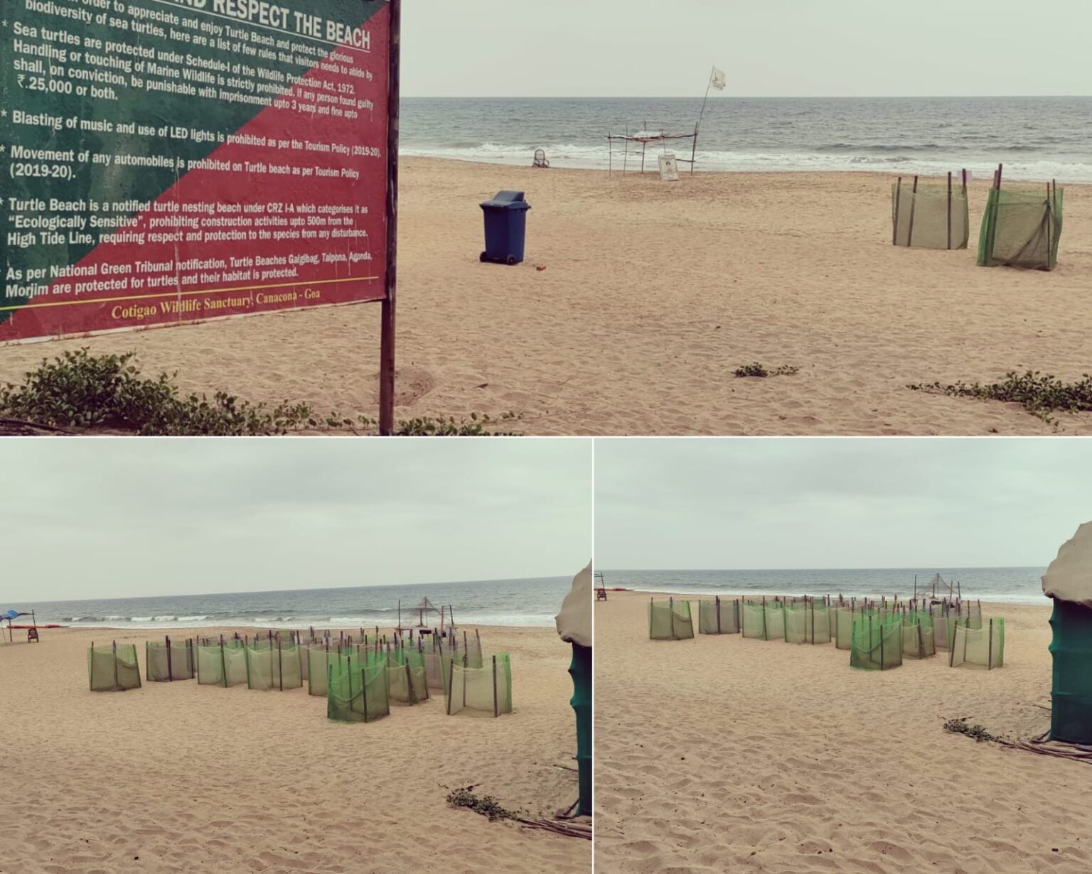 Olive Ridley nurseries surge in Canacona