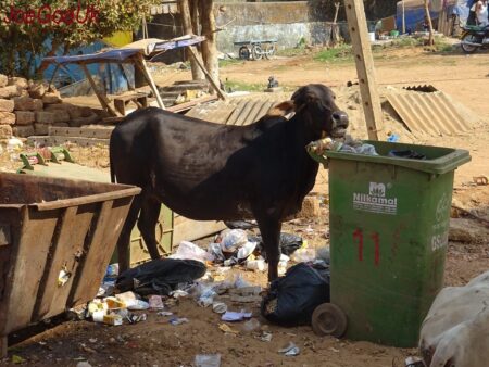 Site for cattle pound identified: Salkar