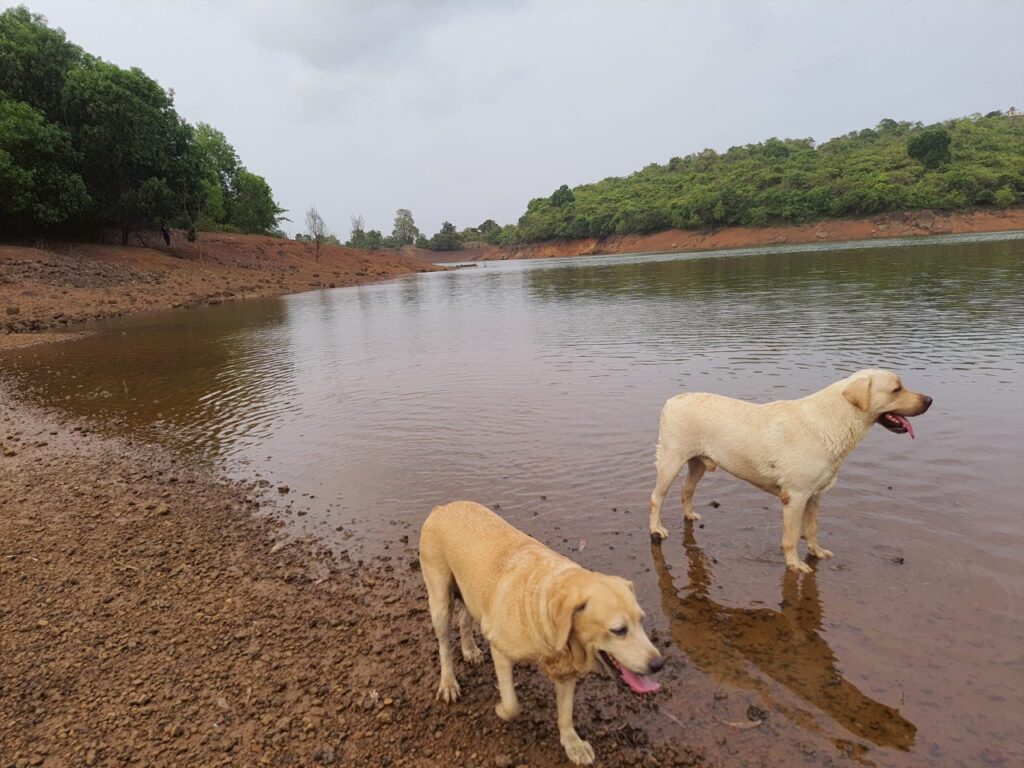 SHOCKER: Crocodile drags, kills dog in Bondvole lake