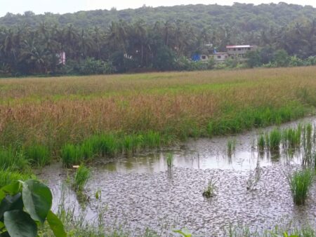 Cortalim farmers irked over floodings of paddy fields