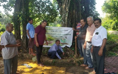 BMC Poinguinim plants Sandalwood saplings at religious place at Chandana-ped at Poinginim