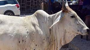 No casualties of cattle in Goa due to Lumpy Skin Disease: Min Halarnkar