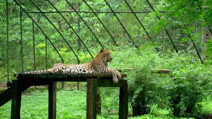 Bondla zoo not suitable for Tiger Park in Goa: Rane