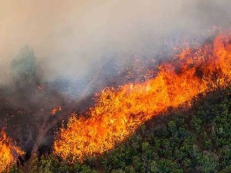 MoEF orders inquiry to ascertain reasons for forest fires at each location