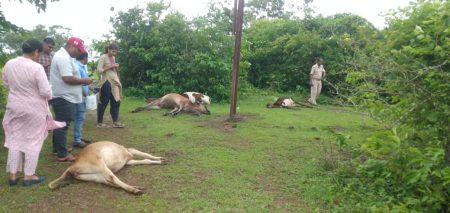 Four cattles died of electrocution after 33 kV live wire snapped at GEC Farmagudi