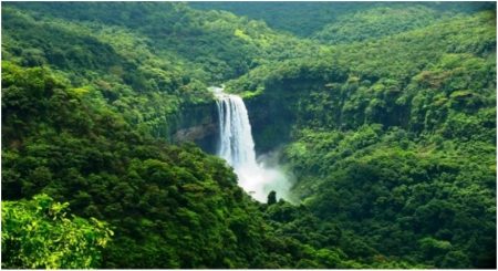 Statistics show that South Goa has greatest forest cover, covering around 1308.49 sq km