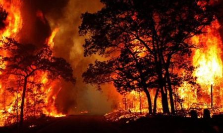 Goa Forest fires: Probe reveals accidental man-made causes
