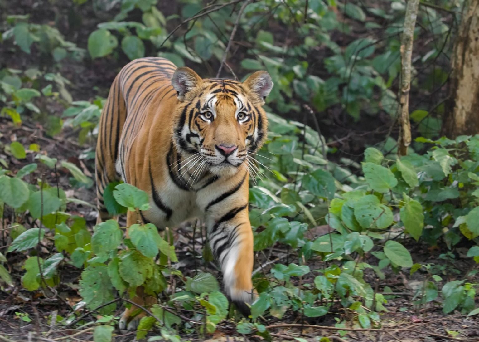 Tiger Reserve: What is compelling Goa govt to challenge HC order in SC, asks Congress