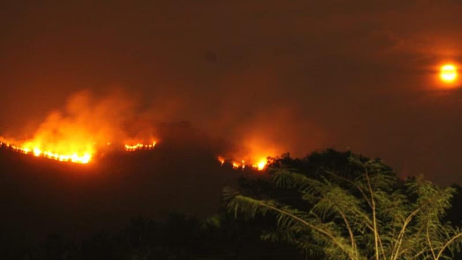 Clearing jungles for cashew farming may have led to Goa forest fires: Conservationist