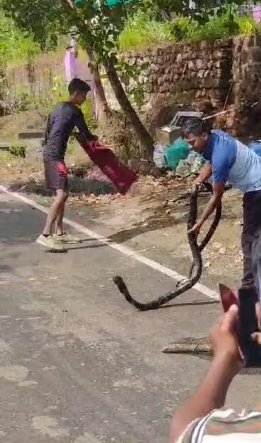 Three-meter long female Cobra rescued at Peddem-Loliem
