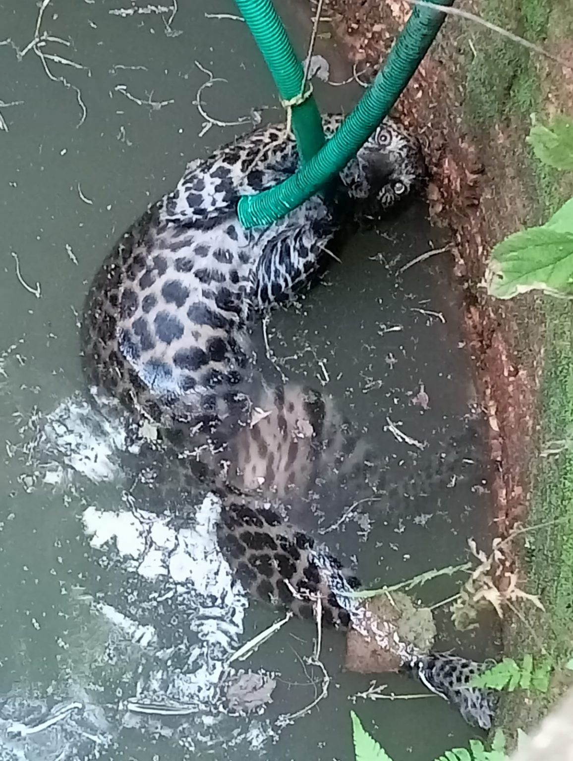 Leopard, running after its prey, falls in a house-well at Poinguinim