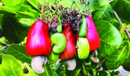 Cashew cultivators demand better subsidies to continue traditional method of making Fenni & Hurrack