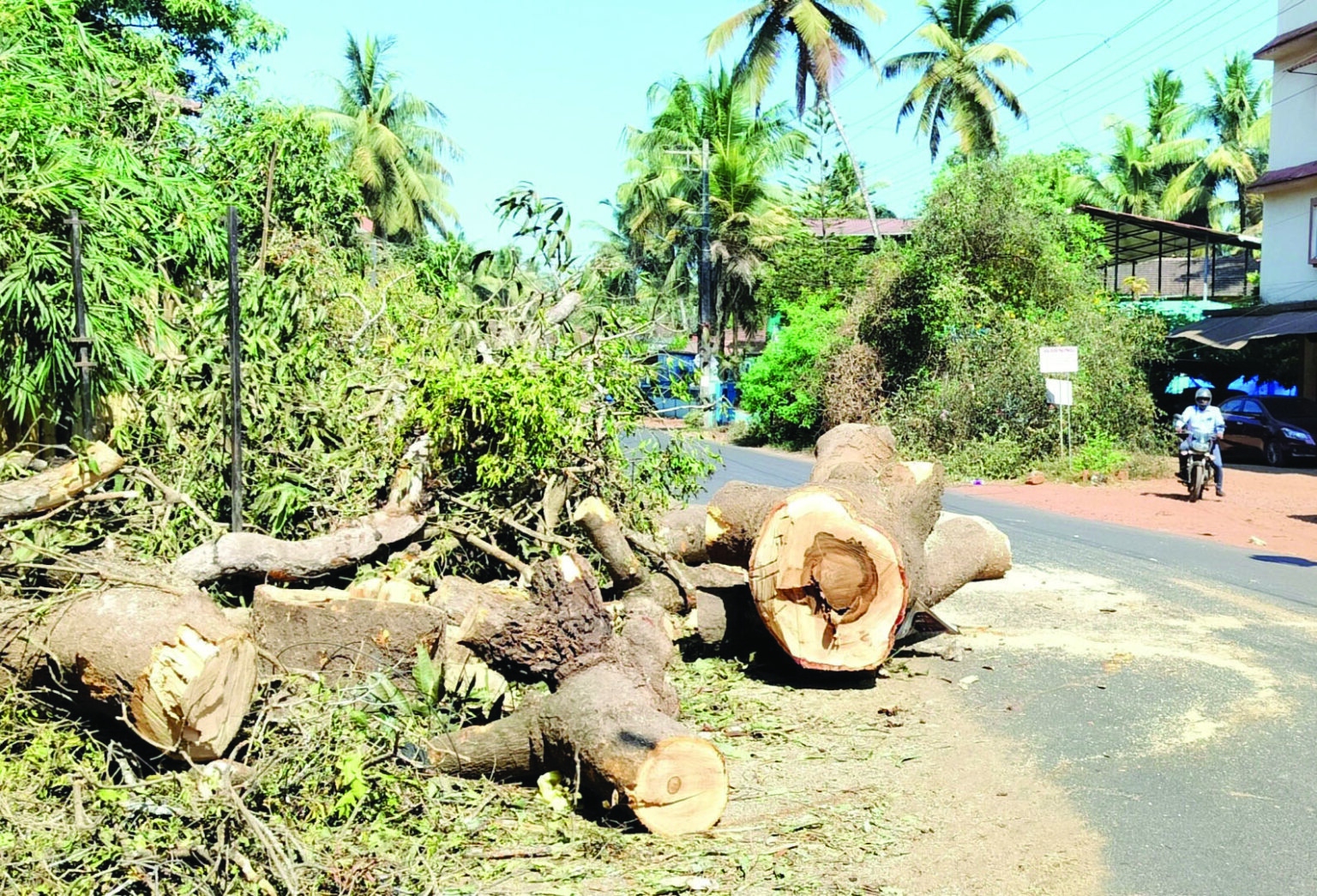 Goa HC asks thorough probe in Siolim tree cutting