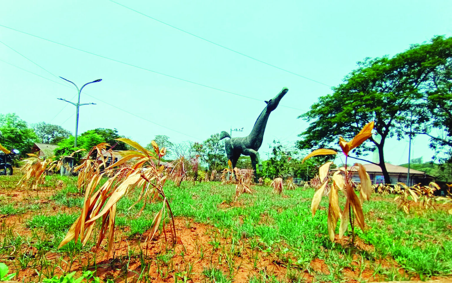 Plants are dying at the traffic island near Jogger Park, Altinho, Panjim. Authority has failed to water the plants on time around many places in Panjim giving a bad look to the environment. Photo Rozario Estibeiro