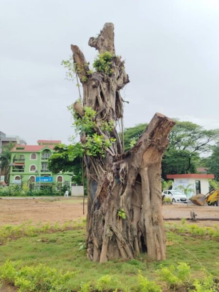 IPSCDL unveils translocated Banyan tree at Campal Parade ground