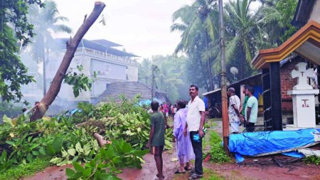 Cyclonic Storm-Like Incident in Consua: 80 Trees Crash in 10 Min