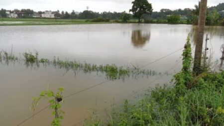 Salcete: 35 ha Paddy crop destroyed due to rains