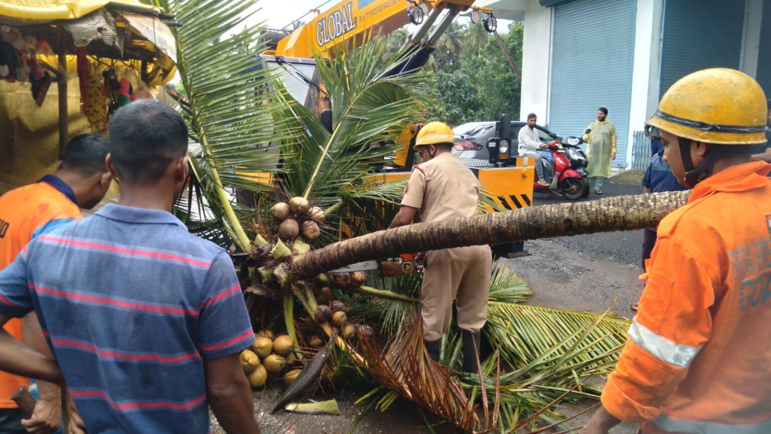 Coconut Tree leaning over Several Structures, and the busy Road to Fruits & Vegetable Market at Chaudi removed by Fire Services.