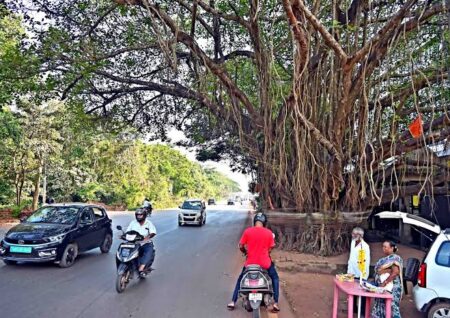 Centuries-Old Banyan Tree to Make Way for Six-Lane Elevated Corridor in Goa”