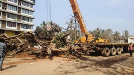 BANYAN TREE UPROOTED