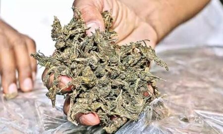 Interstate ganja network busted by ANC