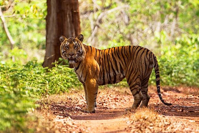 Current population of Tigers in Goa’s forests not known: Min Vishwajit