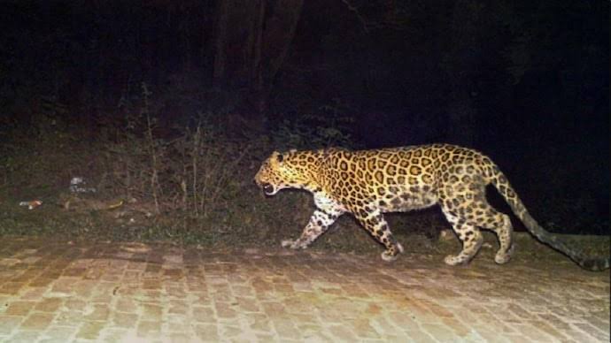 Forest MinRane Urges Swift, Scientific Response to Human-Leopard Encounters in Goa