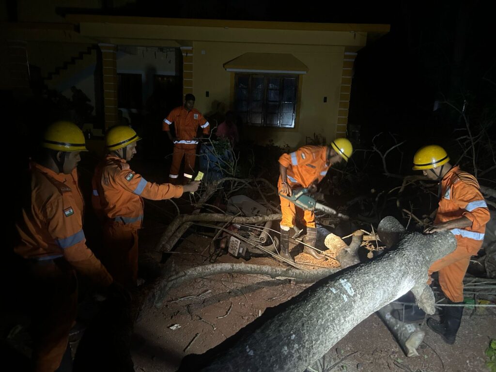 Dry Tree Collapses on Electric Poles in Korgao, Disrupts Power Supply