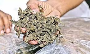 Man Caught with Ganja in Margao; Over Half Kilo Seized