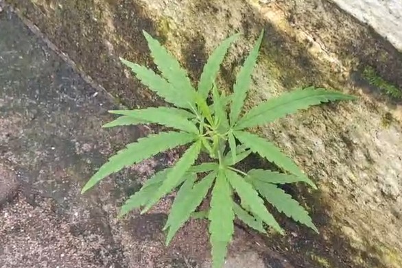 Shocking: Another Cannabis Plant Found at Tonca