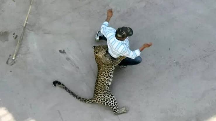 Youth Escapes Leopard Attack Near Arambol