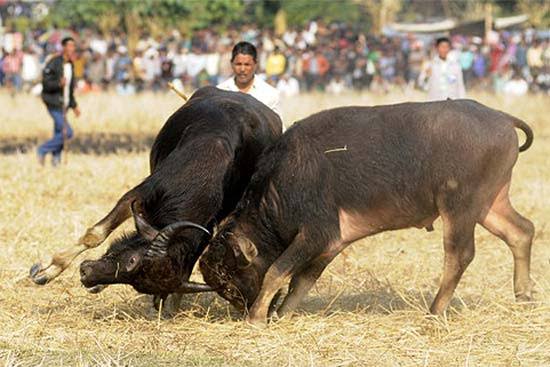North Goa Collector Forms Special Committees to Crack Down on Bullfighting