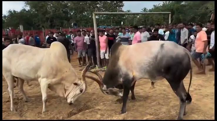 Two Arrested for Organizing Illegal Bullfight in Arambol, Goa