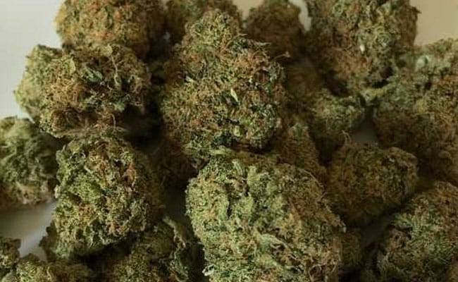 Youth Held with Suspected Ganja During Late-Night Raid in Shirgao