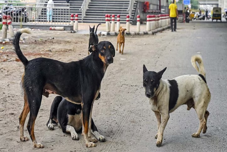 Supreme Court Hears Challenge to Stray Dog Removal Order, Slams Civic Bodies Over Lapses