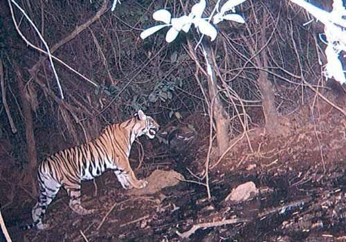 Goa Govt Says Declaring Mhadei Sanctuary as Tiger Reserve Not Feasible