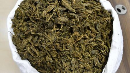 Drug Menace Deepens: 1488 Narcotic Cases in 5 Years, Convictions Just 51