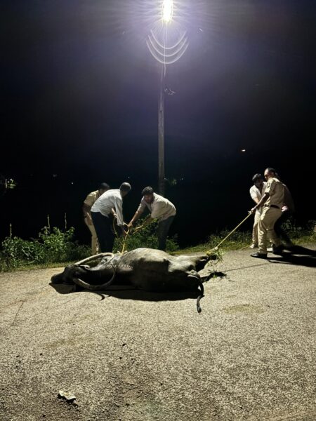 Six Buffaloes, Including Two Pregnant, Killed on Manohar Parrikar Bypass in a Week