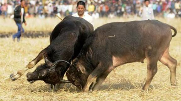 Illegal Bullfight Busted at Colva