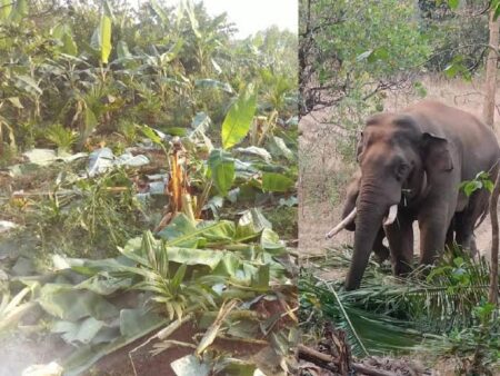 Forest Teams Race to Guide Elephant ‘Omkar’ Back to Habitat