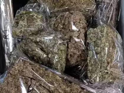 Two Arrested with Ganja, Charas in Pernem and Ponda Raids