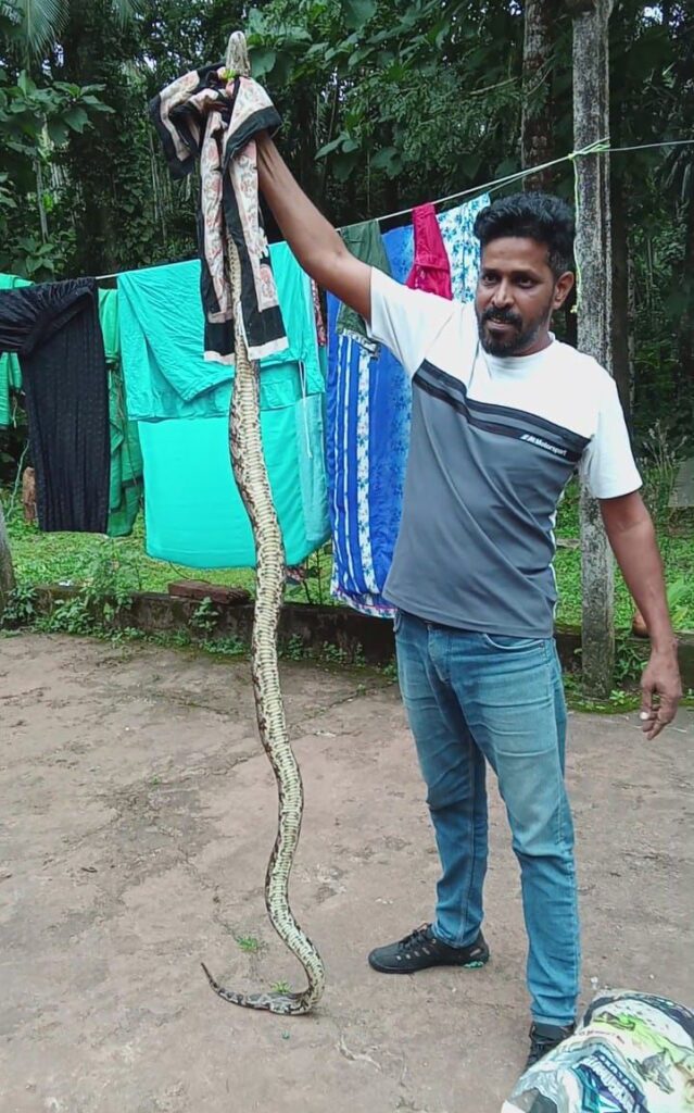 8-Foot Python Rescued in Loliem
