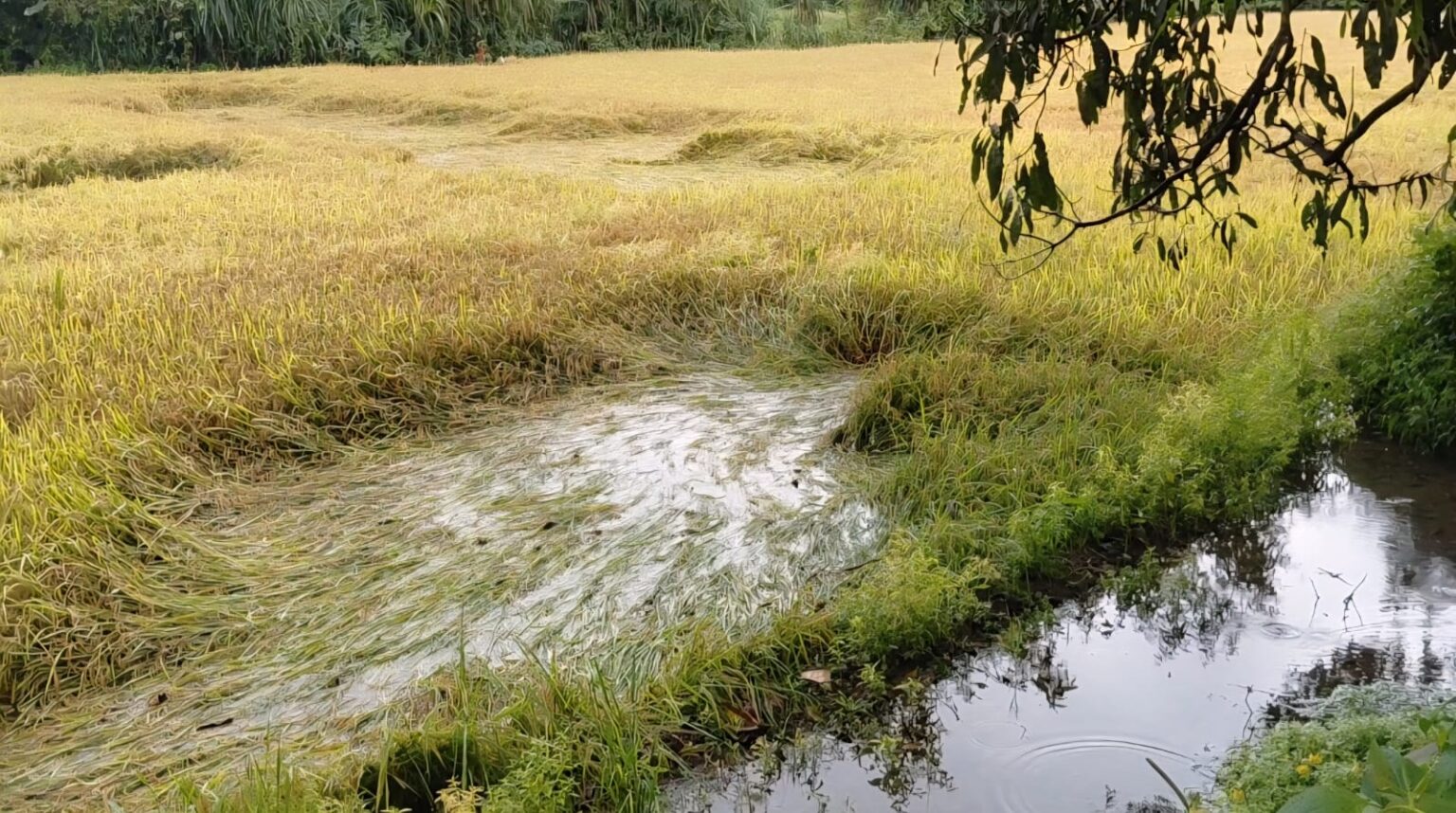 Rains Batter Canacona Paddy Fields, Delay Harvest Across 2,500 Hectares