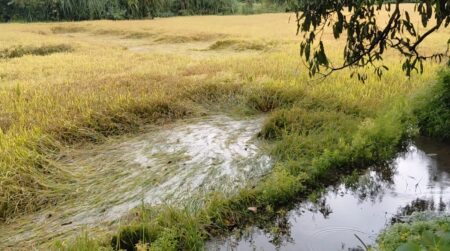 Rains Batter Canacona Paddy Fields, Delay Harvest Across 2,500 Hectares