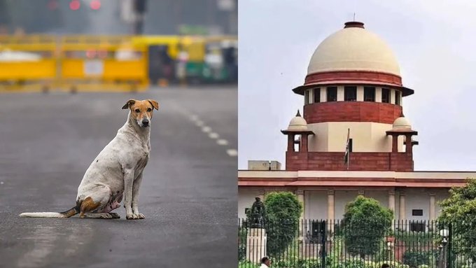 Supreme Court Orders Chief Secretaries To Appear In Person In Stray Dogs Case